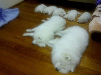 sleeping